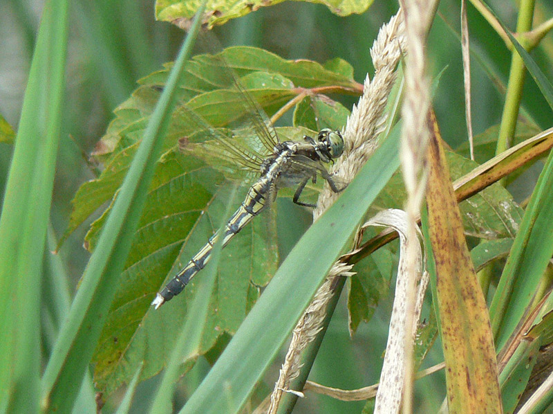 Orthetrum albistylum